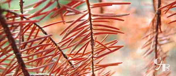 Photo: Balsam Fir tree in northern Minnesota. Photo by Chris J. Benson