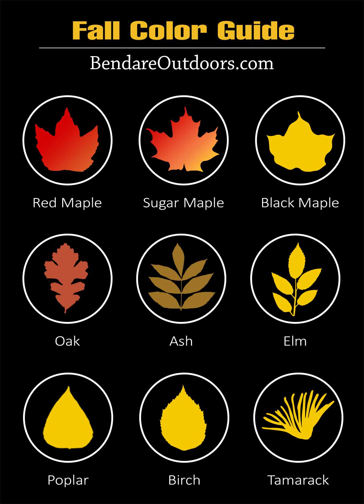 Fall color guide based on tree species by Bendare Outdoors