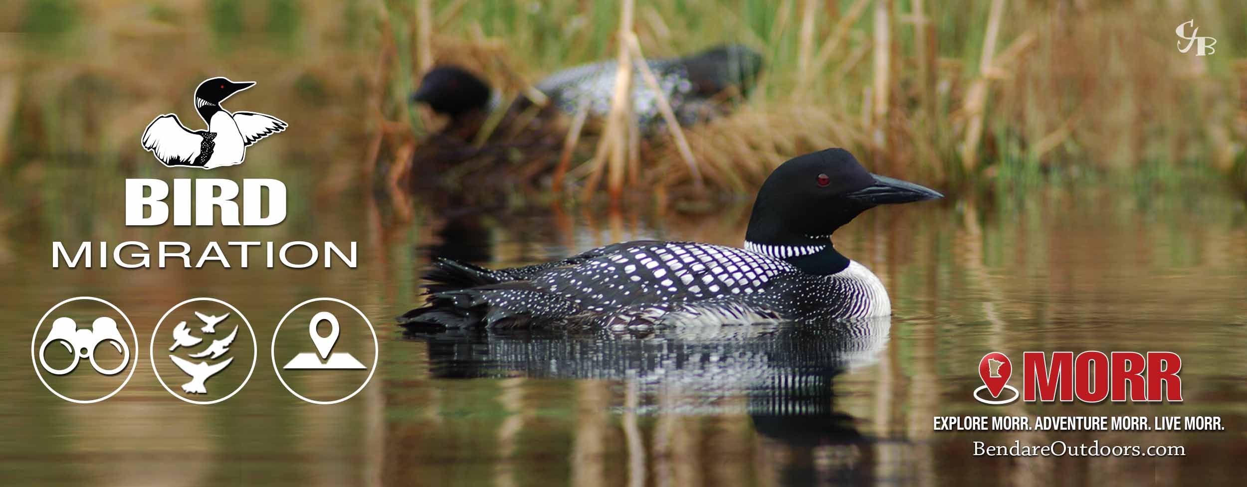 Minnesota Bird Migration | Bendare Outdoors