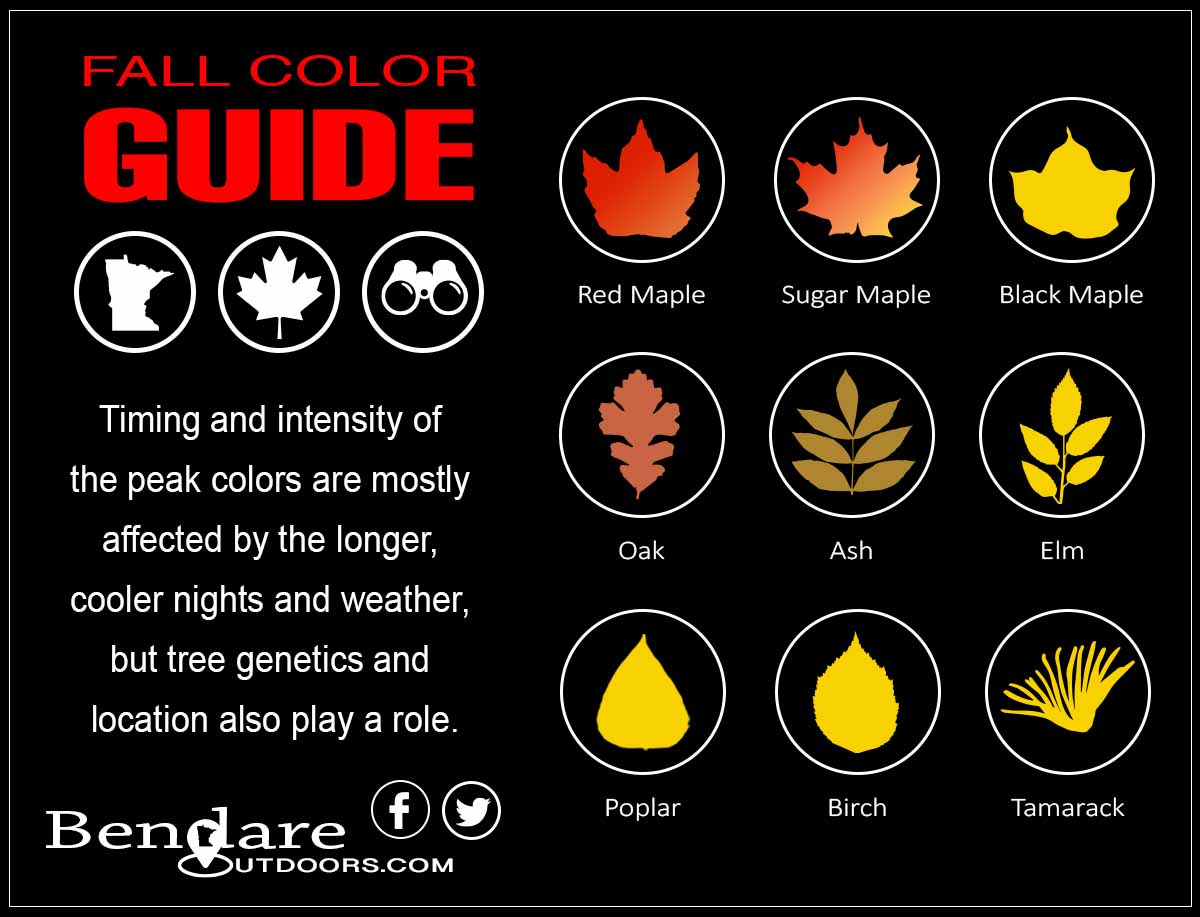 Minnesota Fall Color Guide by Bendare Outdoors